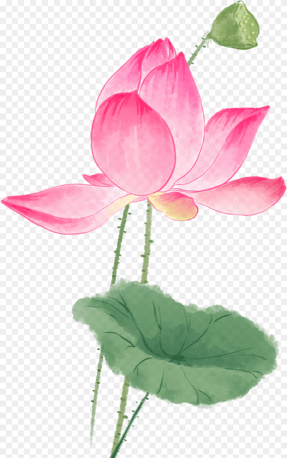 Watercolor Painting, Flower, Plant, Petal, Lily Png