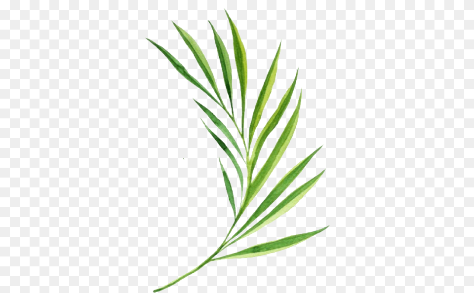 Watercolor Painting, Grass, Herbal, Herbs, Leaf Free Transparent Png