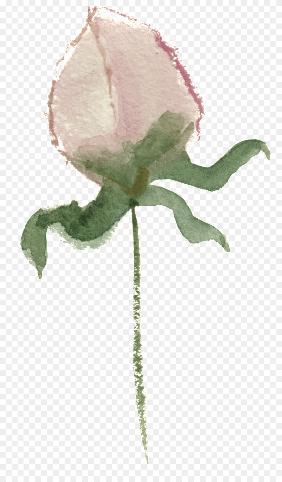 Watercolor Painting, Bud, Flower, Petal, Plant Png Image