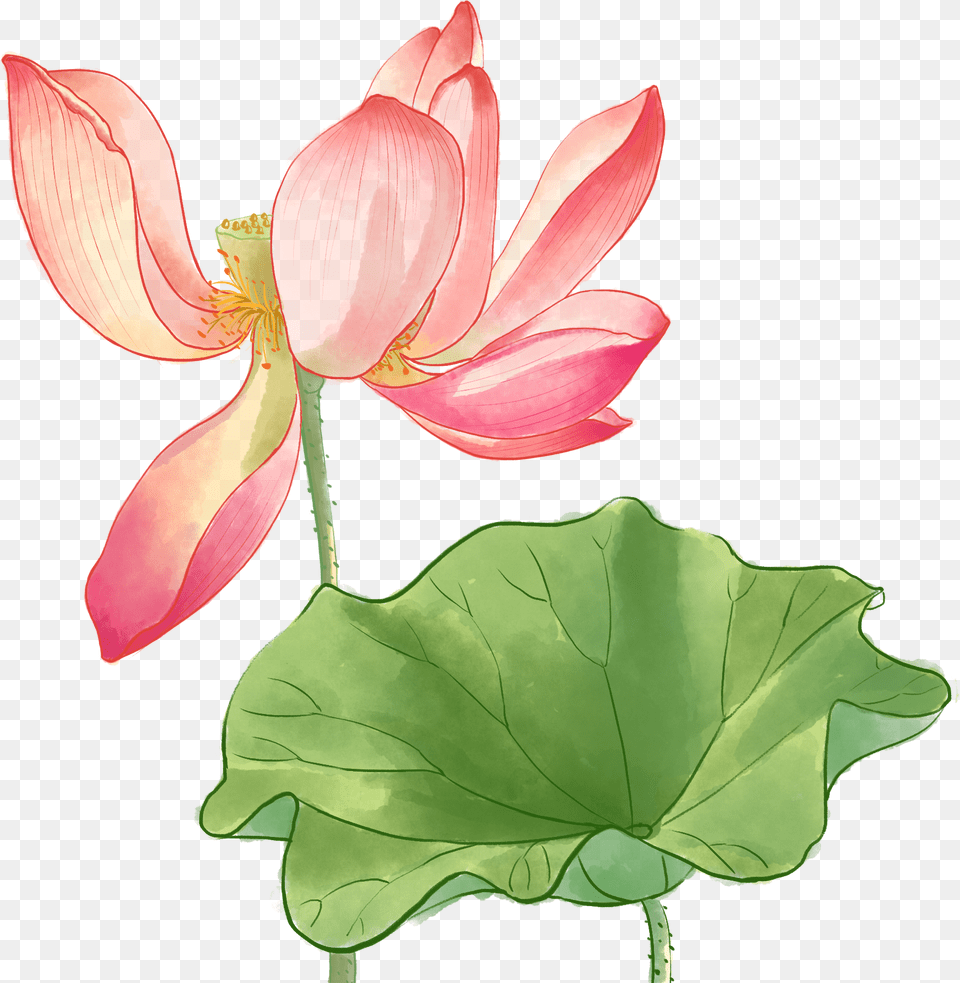 Watercolor Painting, Flower, Petal, Plant, Leaf Png
