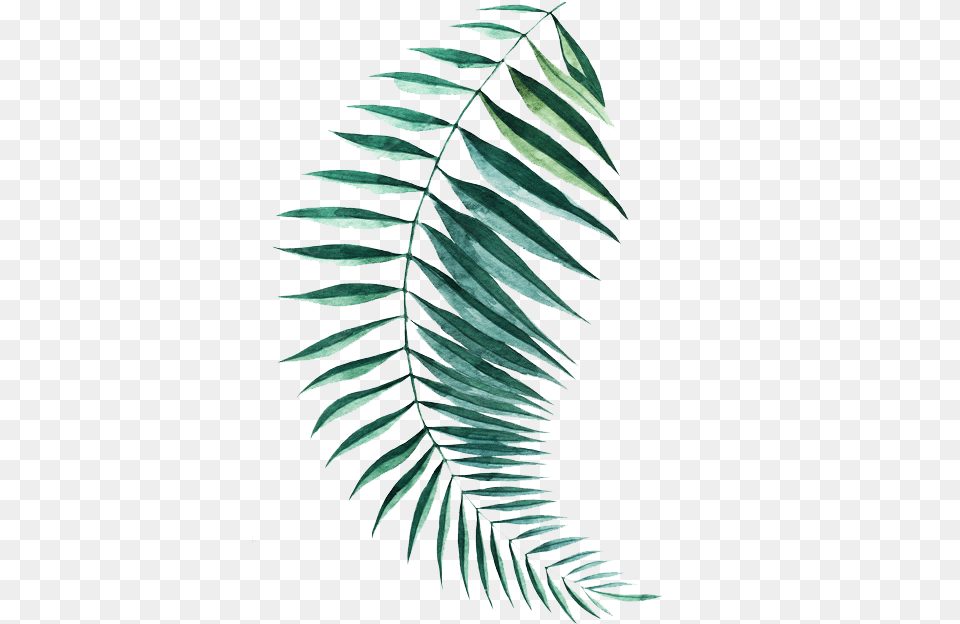 Watercolor Painting, Fern, Leaf, Plant, Tree Free Transparent Png