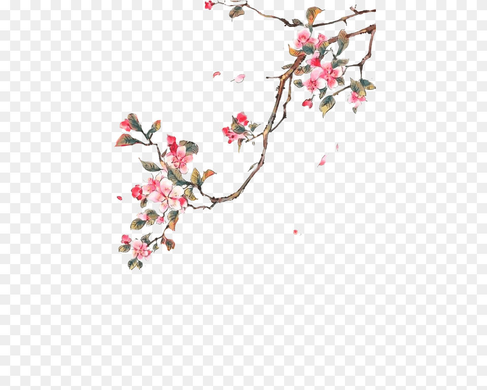 Watercolor Painting, Flower, Petal, Plant, Cherry Blossom Png
