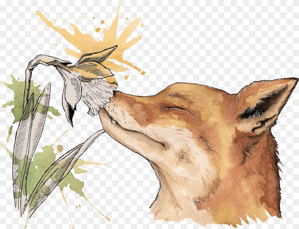 Watercolor Painting, Animal, Bird, Wildlife, Mammal Png