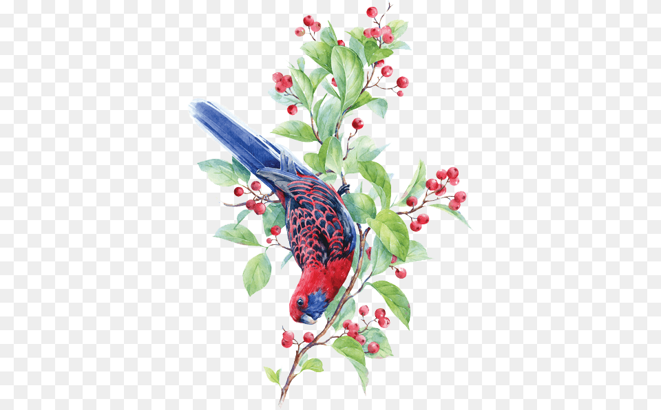 Watercolor Painting, Plant, Animal, Bird, Finch Free Png