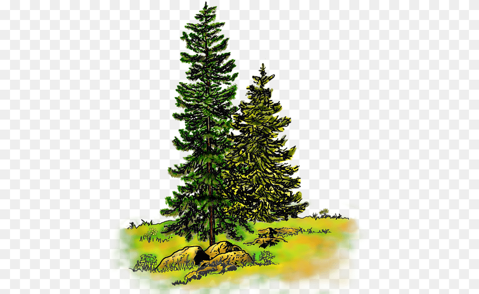 Watercolor Painting, Conifer, Fir, Pine, Plant Free Png Download