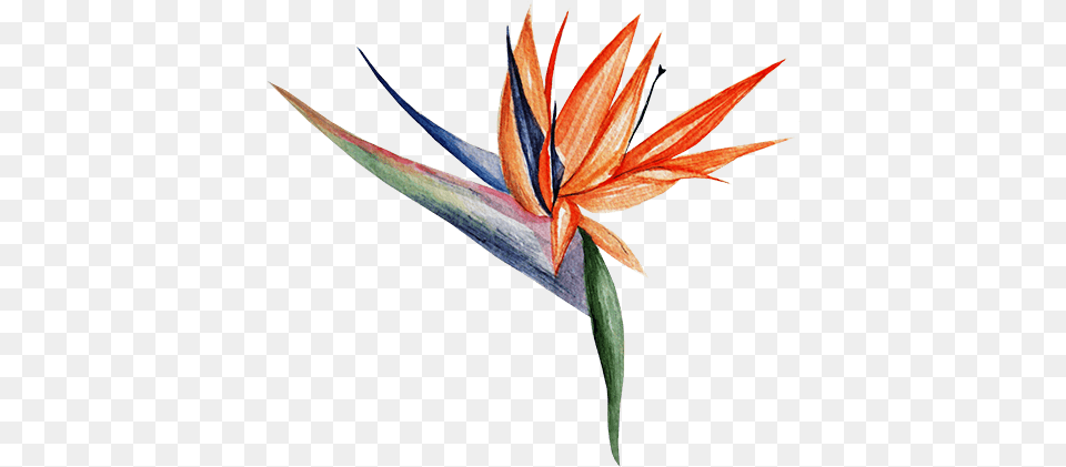 Watercolor Painting, Flower, Plant, Petal, Art Png Image