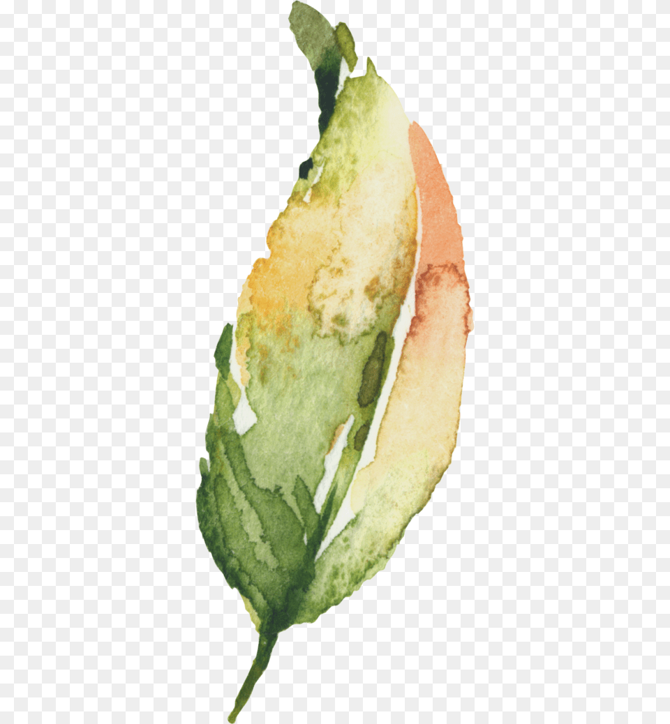 Watercolor Painting, Leaf, Plant, Food, Fruit Free Transparent Png