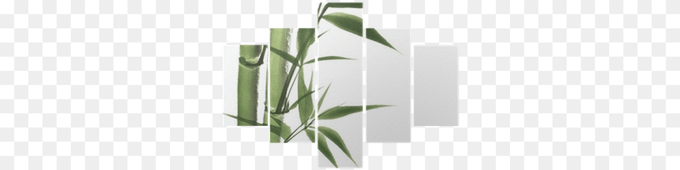 Watercolor Painting, Bamboo, Plant Png