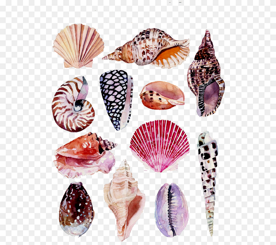 Watercolor Painting Art Nature Clip Stock Watercolor Shell Scientific Illustration, Animal, Sea Life, Invertebrate, Seashell Free Transparent Png