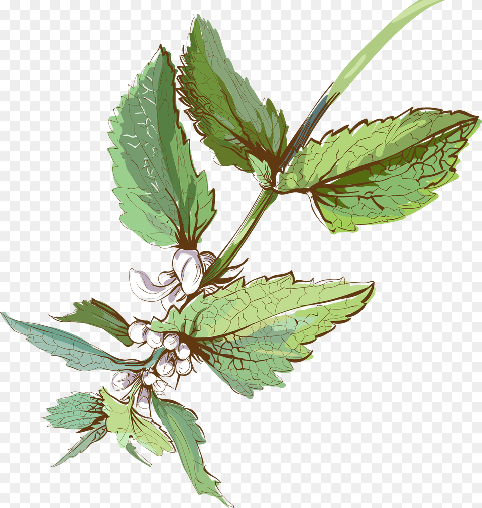 Watercolor Painting Art Watercolor Painting, Herbal, Herbs, Leaf, Mint Free Transparent Png