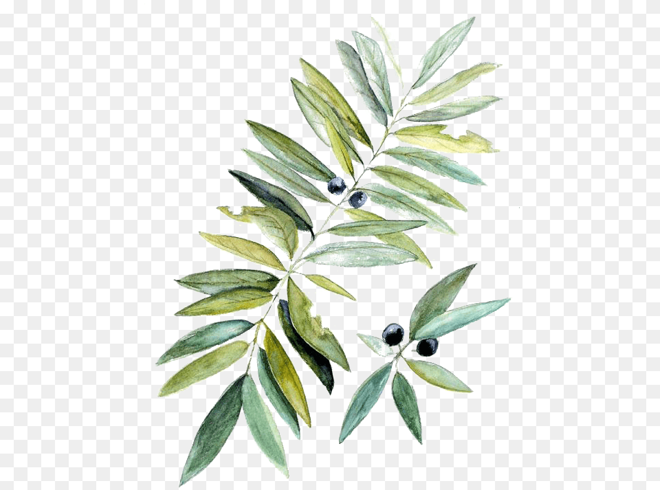 Watercolor Painting Botanical Illustration Leaf Olive Branch Watercolor Transparent Background, Tree, Plant, Herbs, Herbal Png Image