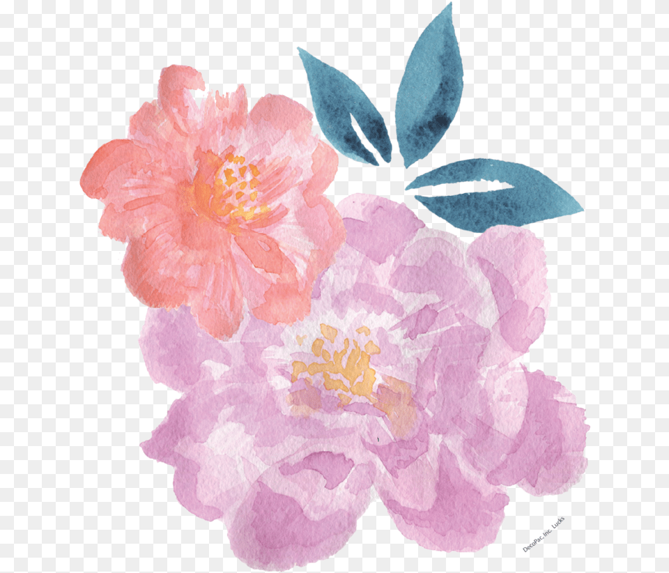 Watercolor Painting Download, Flower, Petal, Plant, Anemone Png Image