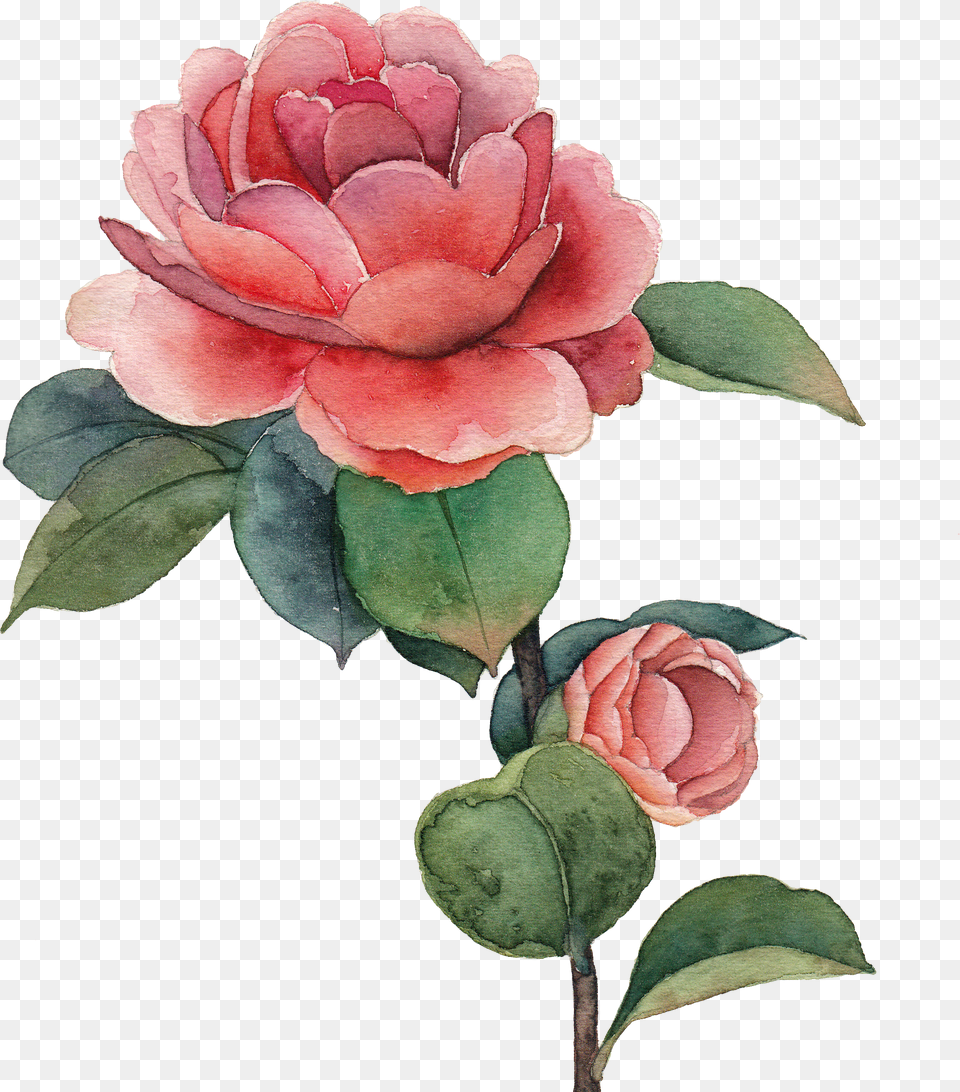 Watercolor Painting Drawing Centifolia Roses Png