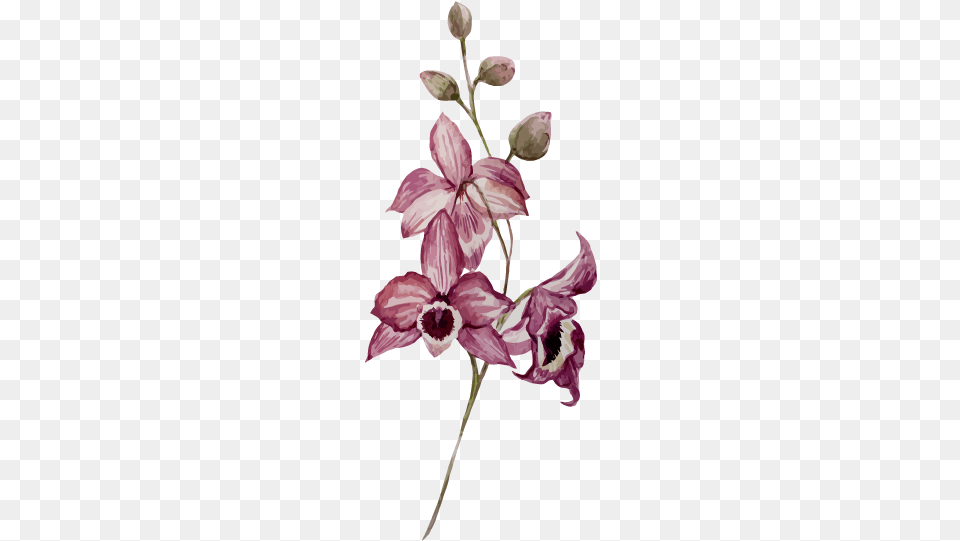 Watercolor Painting Drawing Flower Orchids Drawing Flower, Petal, Plant, Acanthaceae Png Image