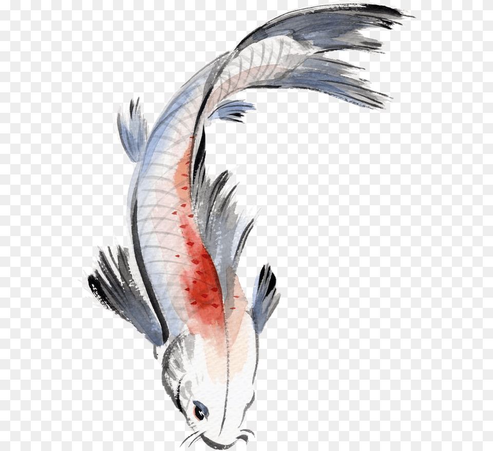 Watercolor Painting Fish Koi Koifish Watercolour Watercolor Koi Fish, Animal, Bird, Sea Life, Carp Free Png Download