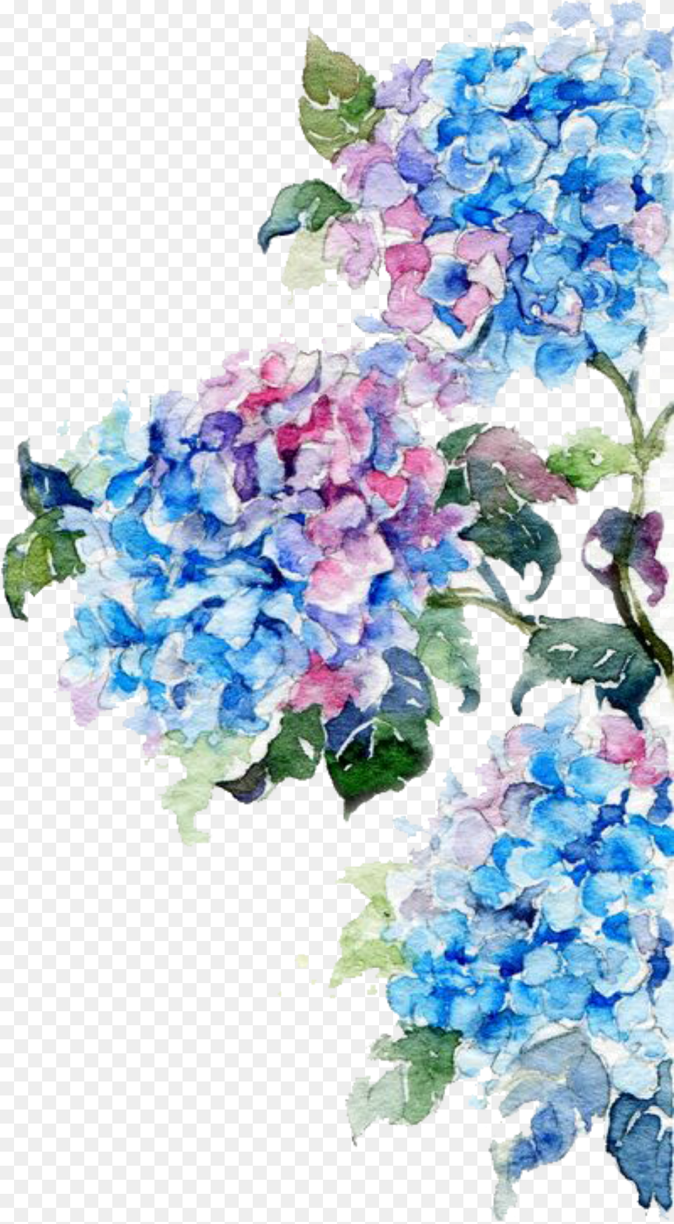 Watercolor Painting Flower Drawing Watercolor Flowers Watercolor Flowers Blue, Ice, Plant, Petal, Art Free Transparent Png