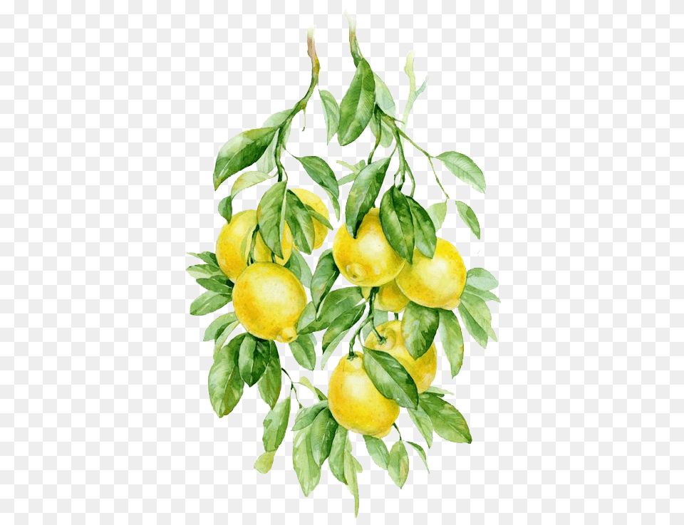 Watercolor Painting Fruit Auglis Botanical Illustration, Citrus Fruit, Food, Lemon, Plant Png Image