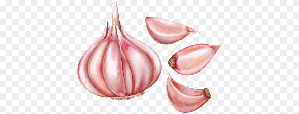 Watercolor Painting Hand Painted Painting, Food, Produce, Garlic, Plant Png Image
