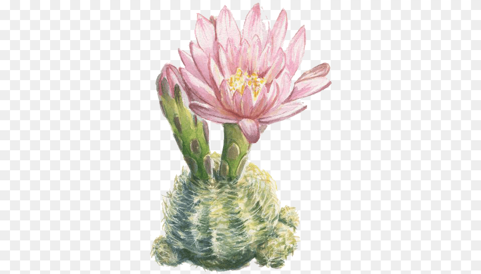 Watercolor Painting Illustration Printmaking Cactus Botanical Illustration, Anther, Flower, Petal, Plant Free Png