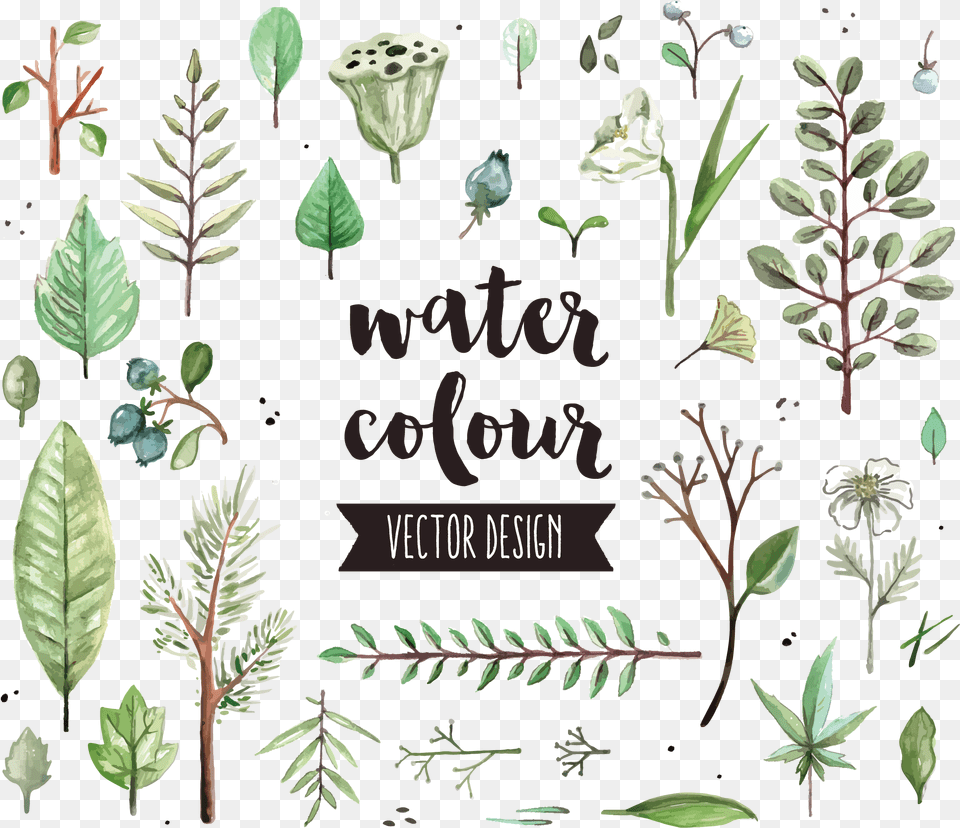 Watercolor Painting Leaf Icon Gypsophila And Succulents Vector, Herbal, Plant, Herbs, Vegetation Free Transparent Png