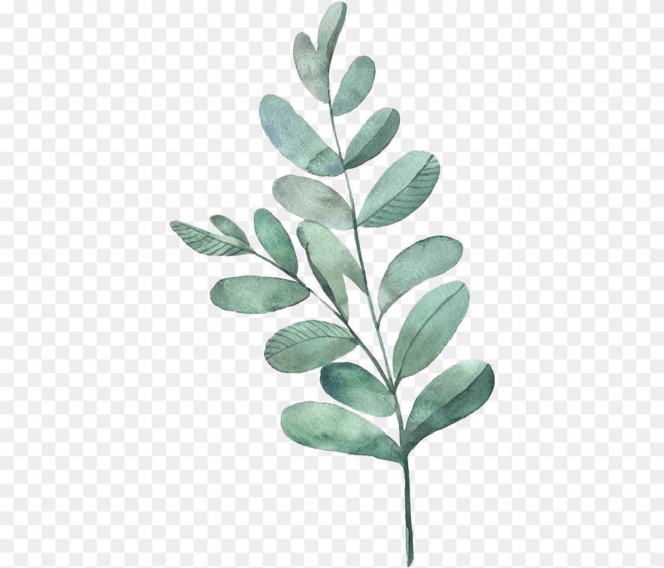Watercolor Painting Leaf Illustration Leaves Watercolor Green Leaves, Astragalus, Flower, Herbal, Herbs Free Transparent Png