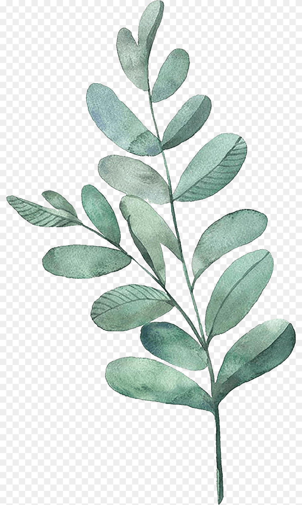 Watercolor Painting Leaf Illustration Watercolor Leaves Transparent Watercolor Leaves, Astragalus, Flower, Herbal, Herbs Png