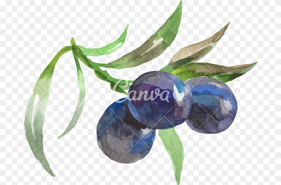 Watercolor Painting Of Grapes Vector Icon Illustration Watercolor Painting, Fruit, Food, Produce, Plant Free Png