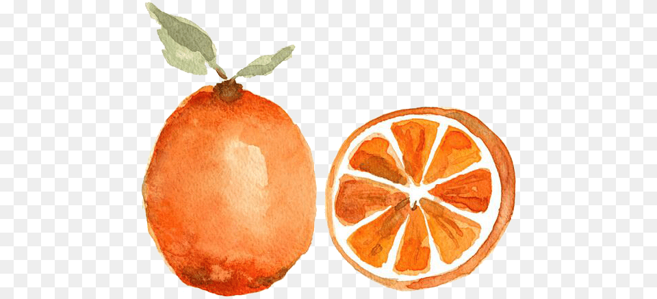 Watercolor Painting Orange Fruit Printmaking Fruity Water Color, Citrus Fruit, Food, Grapefruit, Plant Free Transparent Png