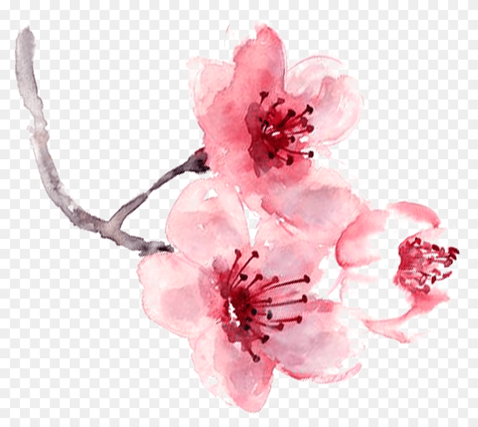Watercolor Painting Pink Cherry Blossom Fragrance Watercolor Art Print Painting, Stencil, Blade, Dagger, Knife Free Png Download