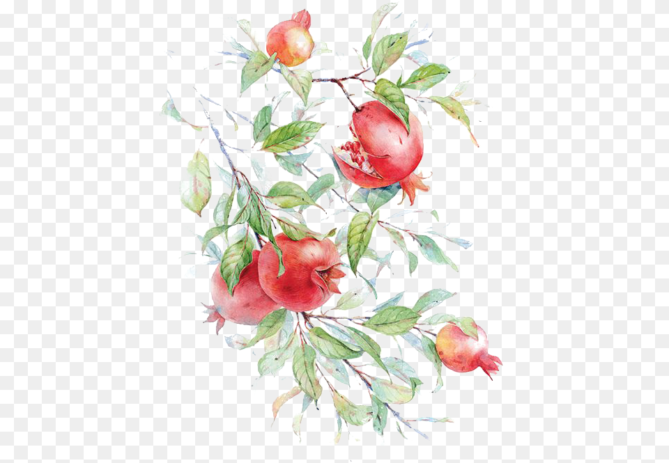 Watercolor Painting Pomegranate Drawing Flower Painting Pomegranate Watercolor, Food, Fruit, Plant, Produce Png Image