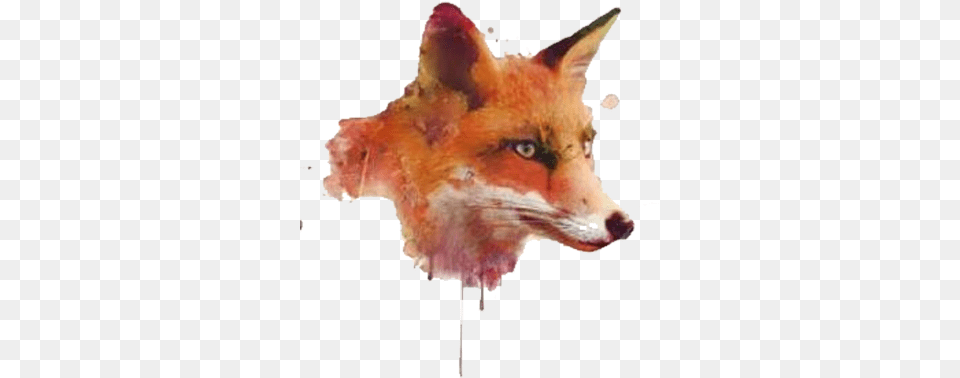 Watercolor Painting Software Clipart Painted Fox, Animal, Canine, Mammal, Red Fox Free Png Download