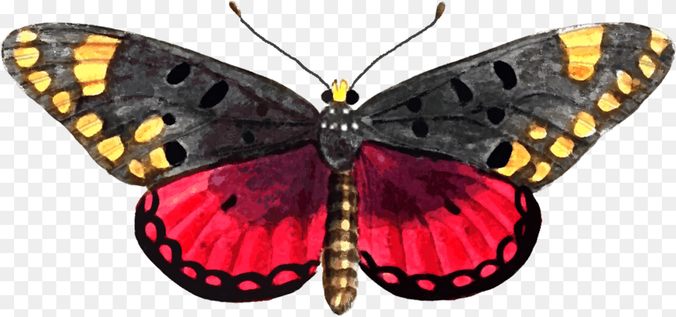Watercolor Painting Stock Photo Apatura, Animal, Butterfly, Insect, Invertebrate Free Png Download