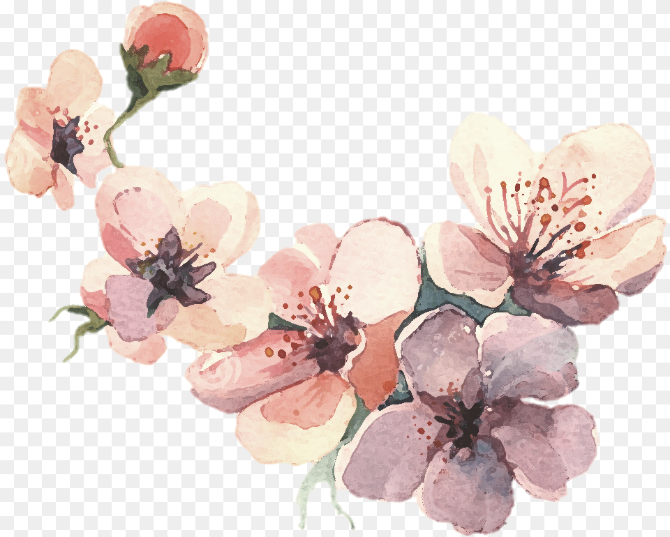 Watercolor Painting Water Color Svg Library Library Flower Water Paint, Plant, Cherry Blossom, Petal Png Image