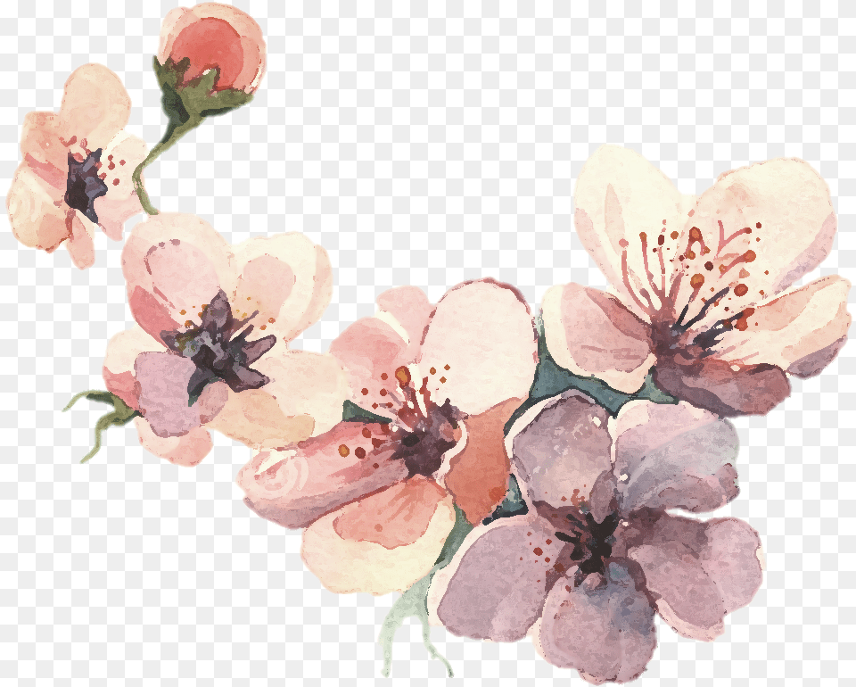 Watercolor Painting Water Color Svg Watercolor Floral Drawing Color, Flower, Plant, Cherry Blossom, Petal Free Png