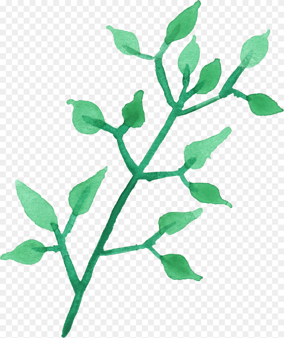 Watercolor Painting Watercolor Tea Leaf, Grass, Plant, Herbal, Herbs Png Image
