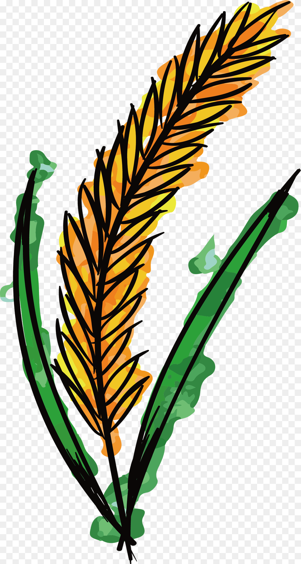 Watercolor Painting Wheat Clip Art Trigo Acuarela, Grass, Leaf, Plant, Reed Png Image