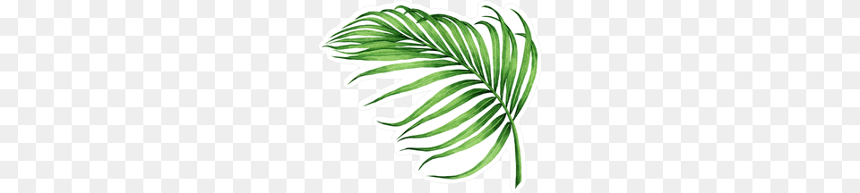 Watercolor Palm Frond Sticker, Herbs, Plant, Leaf, Herbal Png