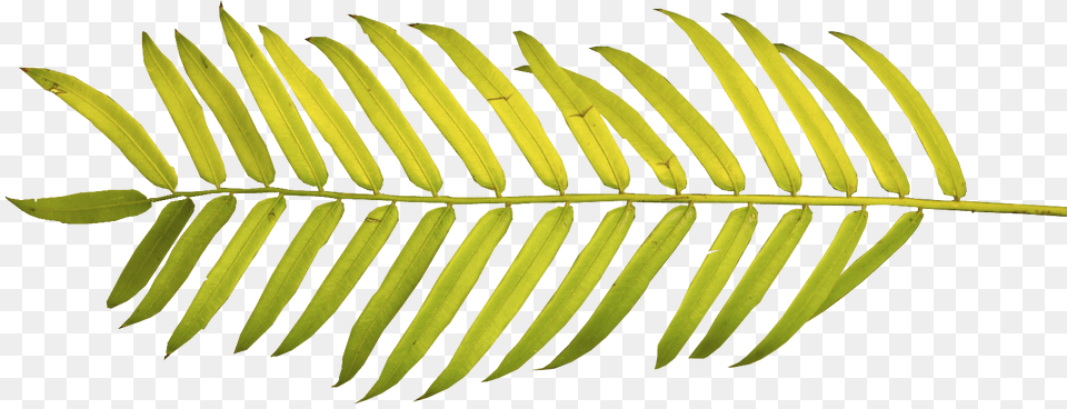 Watercolor Palm Leaves, Fern, Leaf, Plant, Tree Free Png