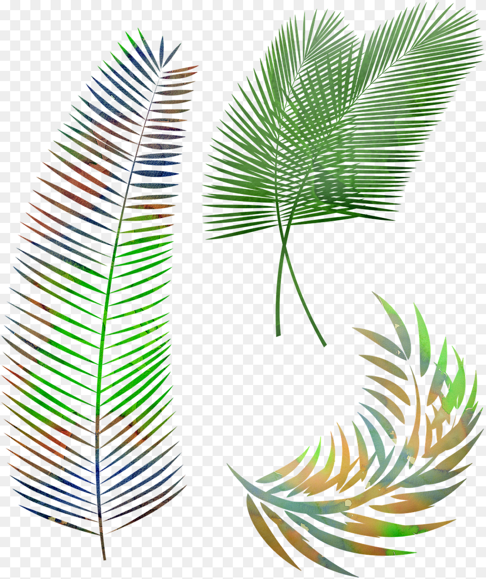 Watercolor Palm Leaves Leaf Gambar Daun Kelapa Hitam Putih, Plant, Art, Graphics, Tree Free Png