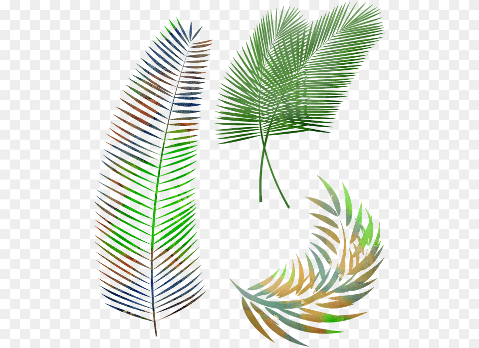 Watercolor Palm Leaves Leaf Image On Pixabay Roystonea, Tree, Plant, Architecture, Building Free Png