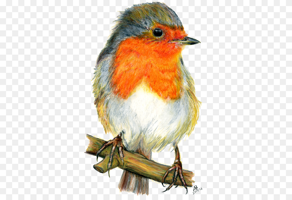 Watercolor Pencil Drawing Bird, Animal, Invertebrate, Spider, Robin Png Image