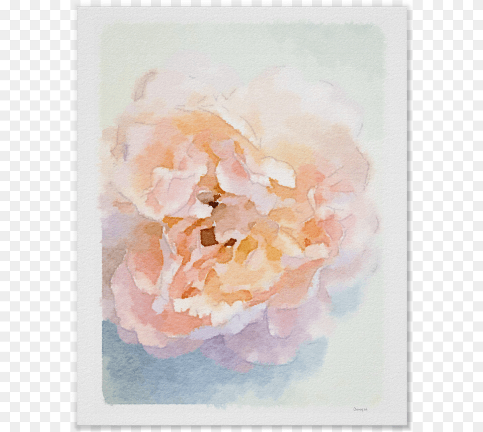 Watercolor Peonies Art Print Rosa Pfingstrosen Leere Karte, Flower, Plant, Petal, Painting Png
