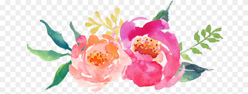 Watercolor Peonies Flor Watercolor, Flower, Petal, Plant, Rose Free Transparent Png