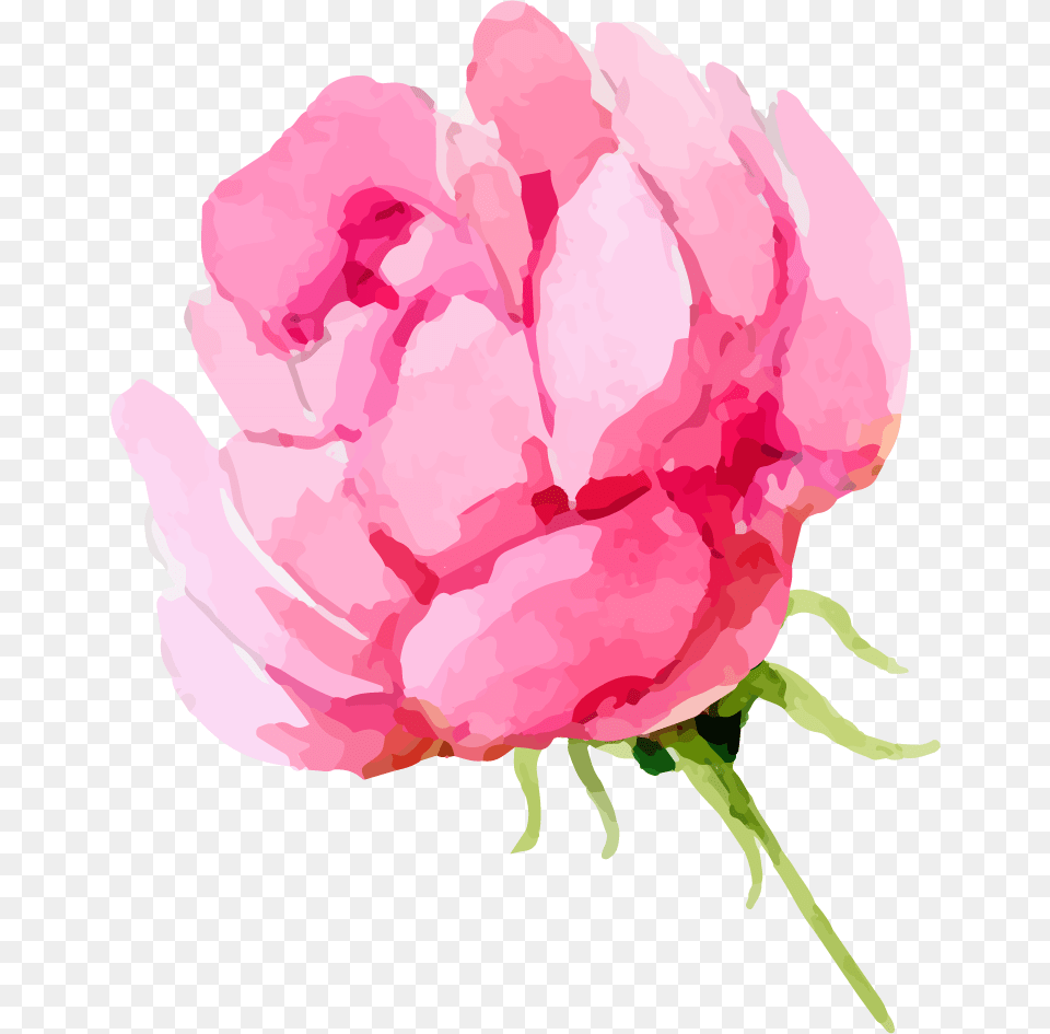 Watercolor Peonies Watercolor Roses, Flower, Petal, Plant, Rose Png Image