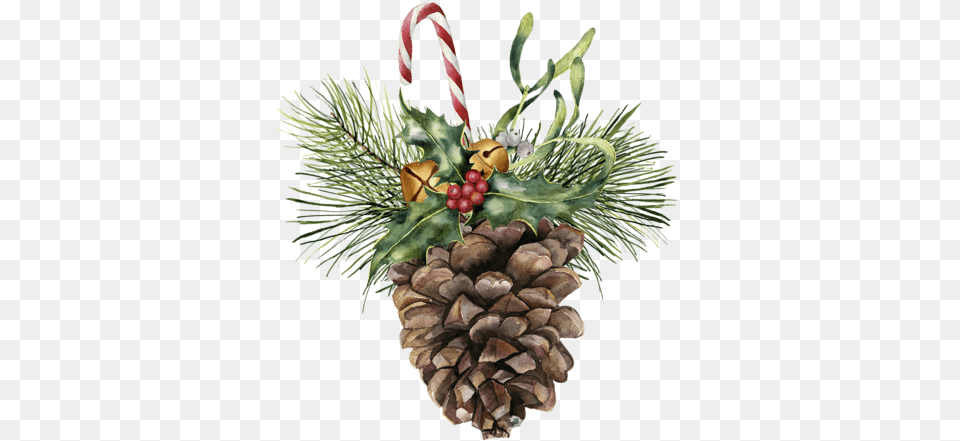 Watercolor Pine Cone With Holiday Decor Botanical Christmas Watercolor Paintings, Plant, Tree, Conifer Free Transparent Png
