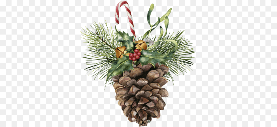 Watercolor Pine Cone With Holiday Decor Watercolor Paintings Of Christmas Bells, Plant, Tree, Conifer Png