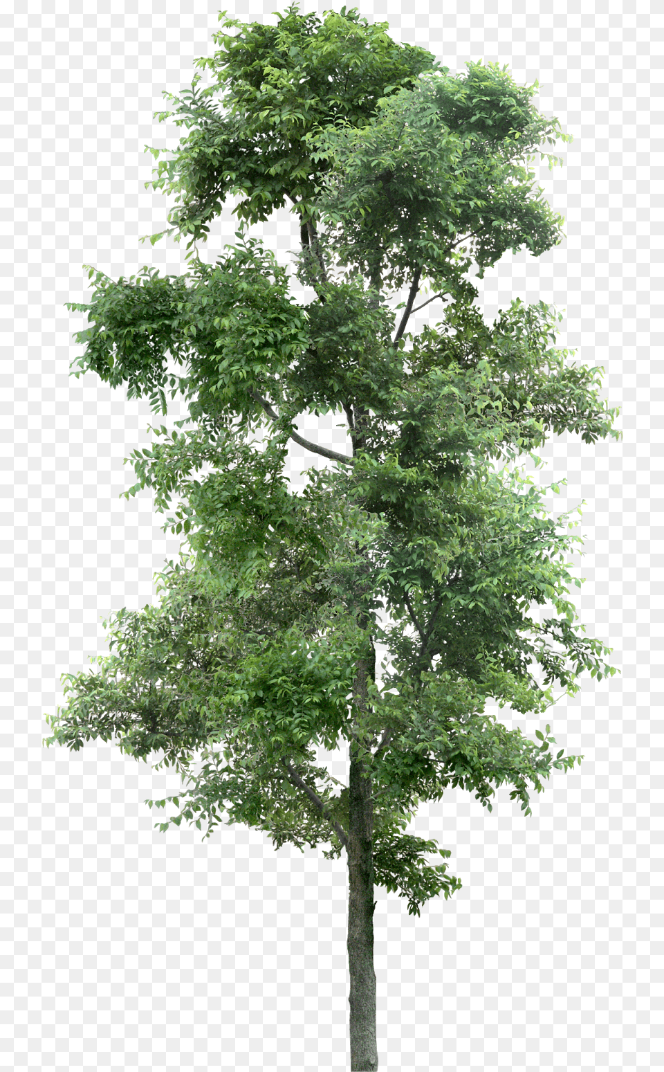 Watercolor Pine Tree, Oak, Plant, Sycamore, Tree Trunk Png Image