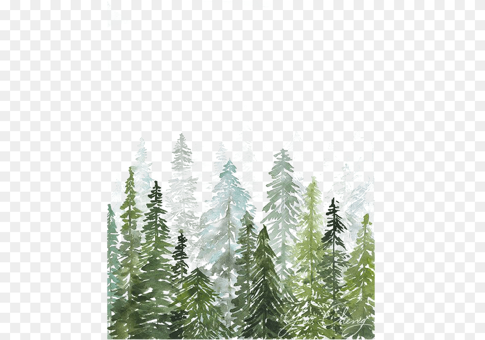 Watercolor Pine Tree Forest, Vegetation, Fir, Plant, Conifer Free Png