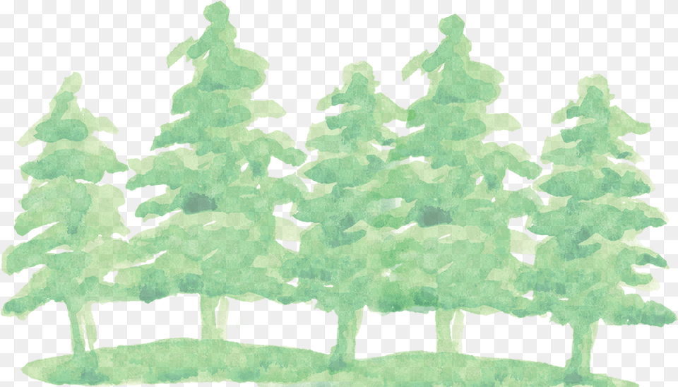 Watercolor Pine Tree Watercolor Pine Green, Plant, Leaf, Grass Free Png