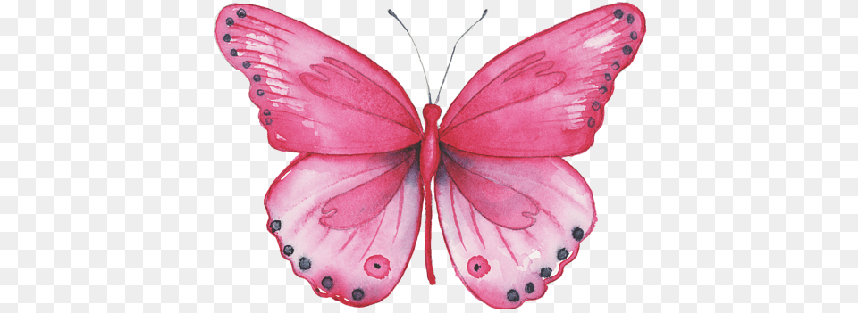 Watercolor Pink Butterfly Painting, Flower, Petal, Plant, Animal Free Png Download
